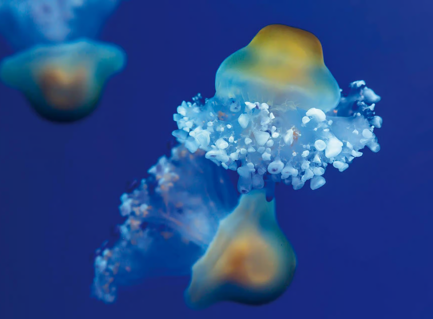 Aquaviva 1