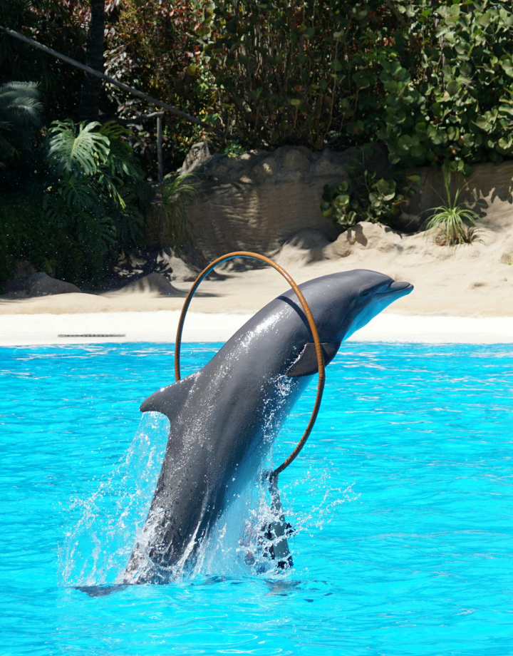 Delfinariumas 1