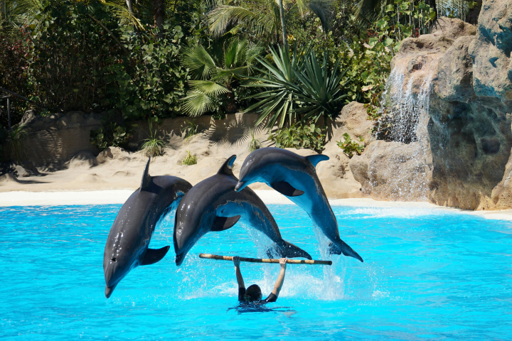 Delfinariumas 2